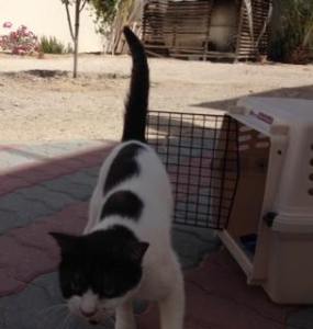 cat found in al barsha