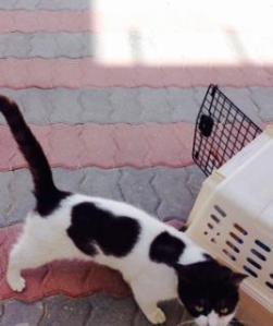 cat found in al barsha.jpg1